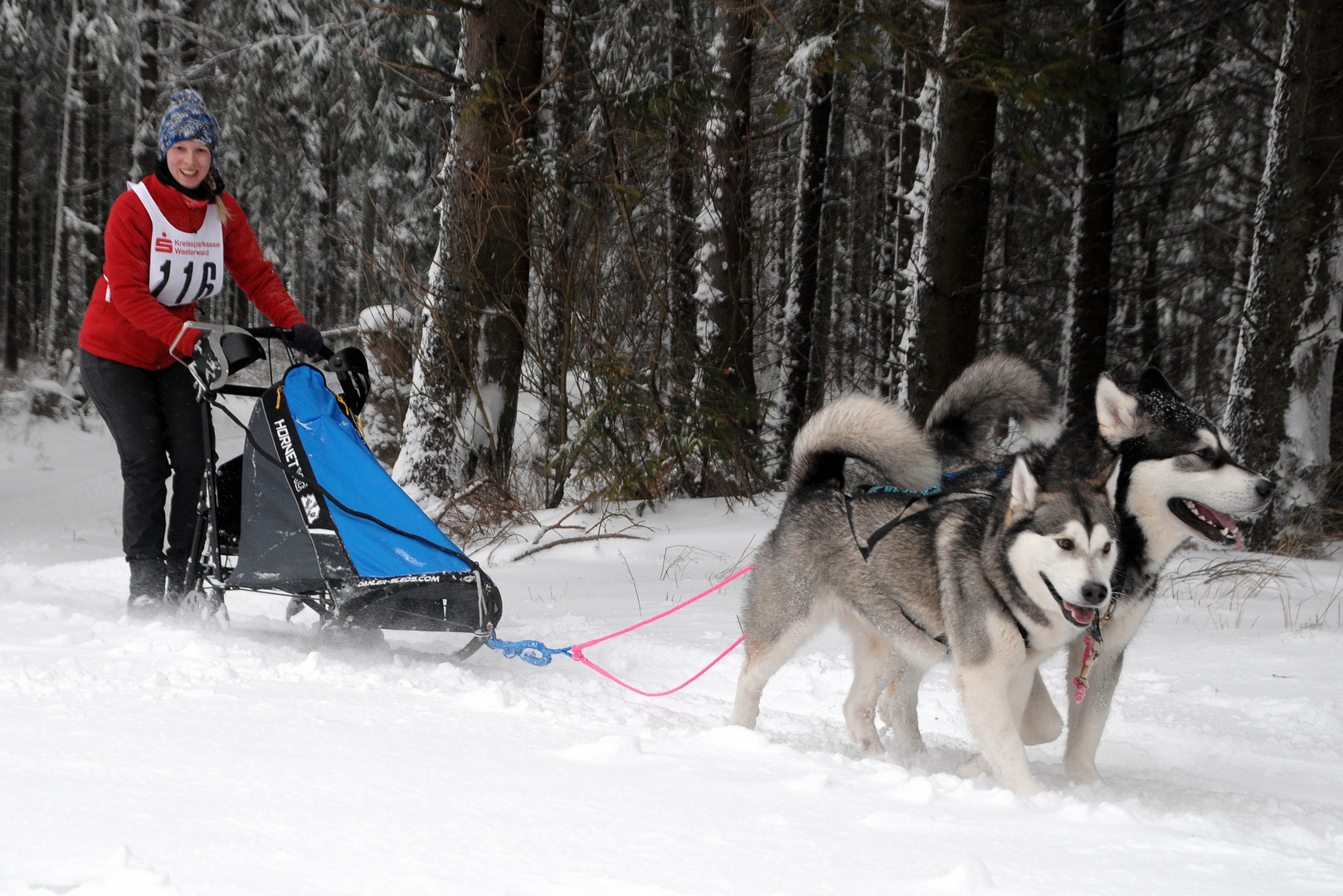 Schlittenhunderennen Liebenscheid 2017