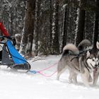 Schlittenhunderennen Liebenscheid 2017