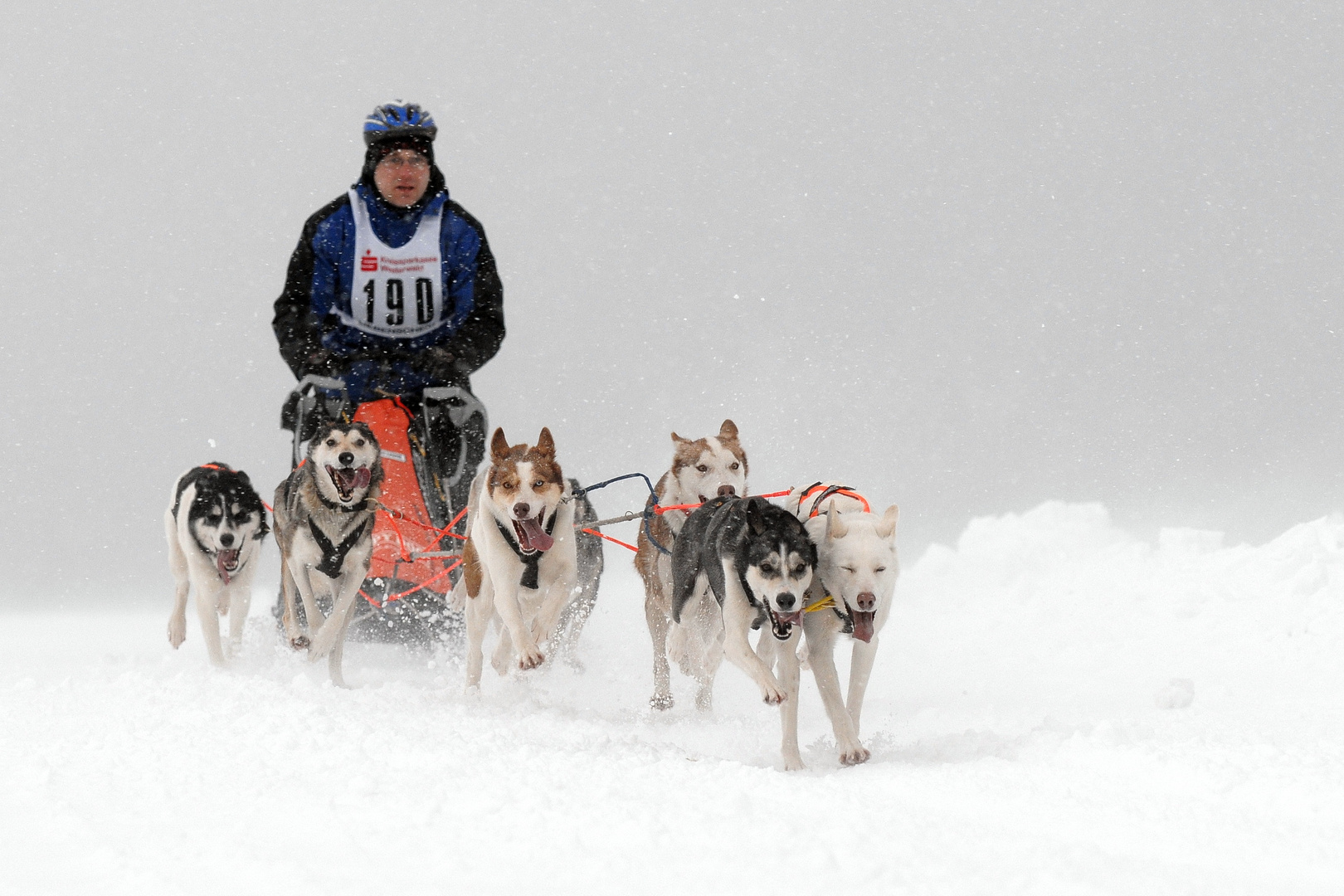 Schlittenhunderennen Liebenscheid 2017