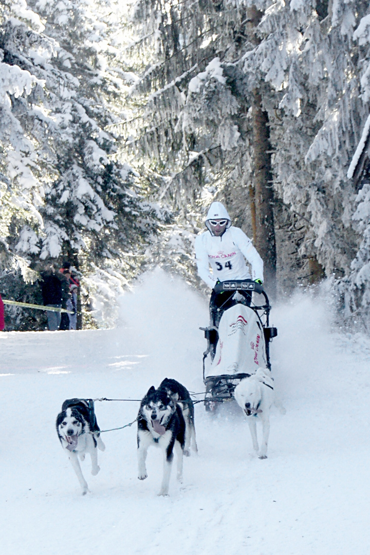 Schlittenhunderennen mit Alex Serdjukov