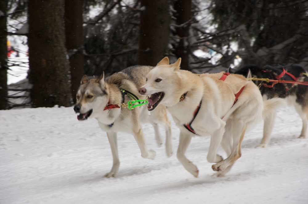 Schlittenhunderennen Oberhof #2