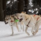 Schlittenhunderennen Oberhof #2