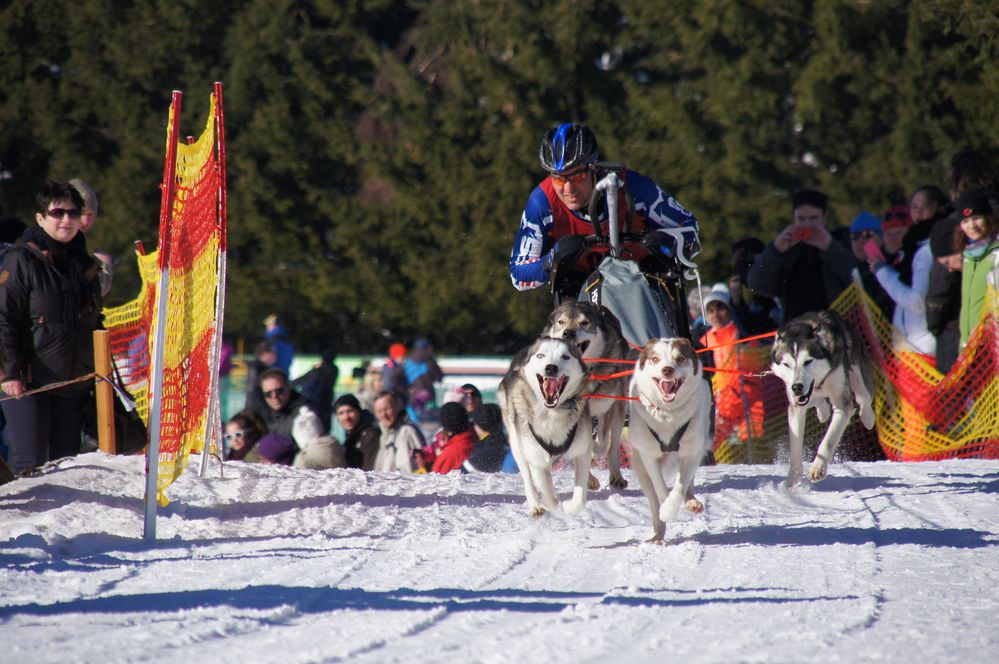 Schlittenhunderennen Oberhof 2015