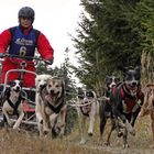 Schlittenhunderennen Ottenschlag (2011) Part 1 (Lauf 1)