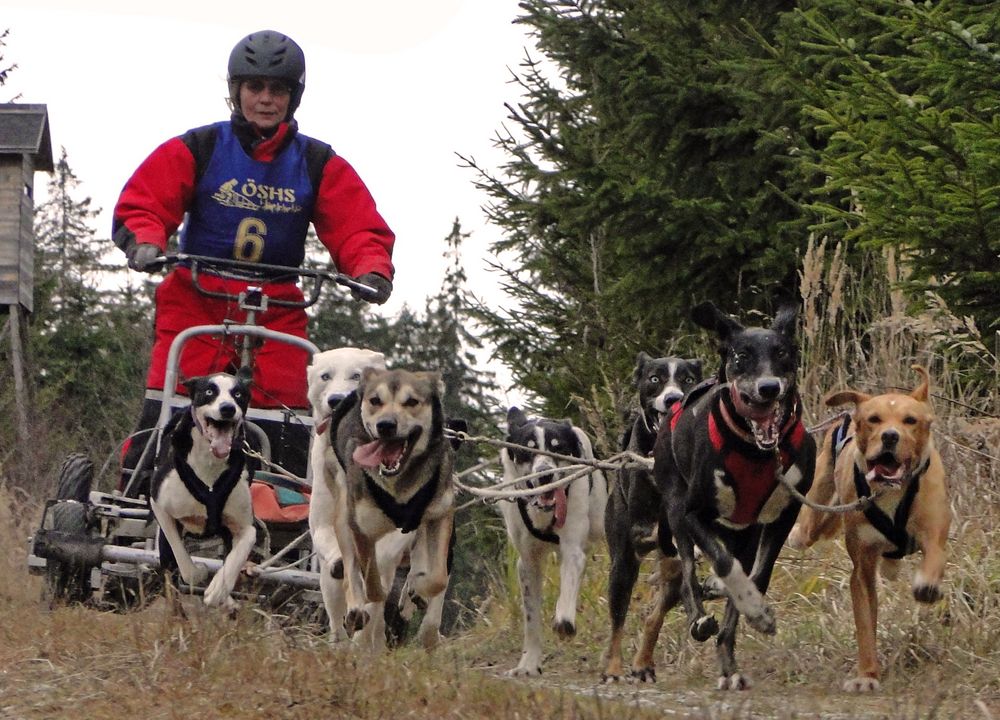 Schlittenhunderennen Ottenschlag (2011) Part 1 (Lauf 1)