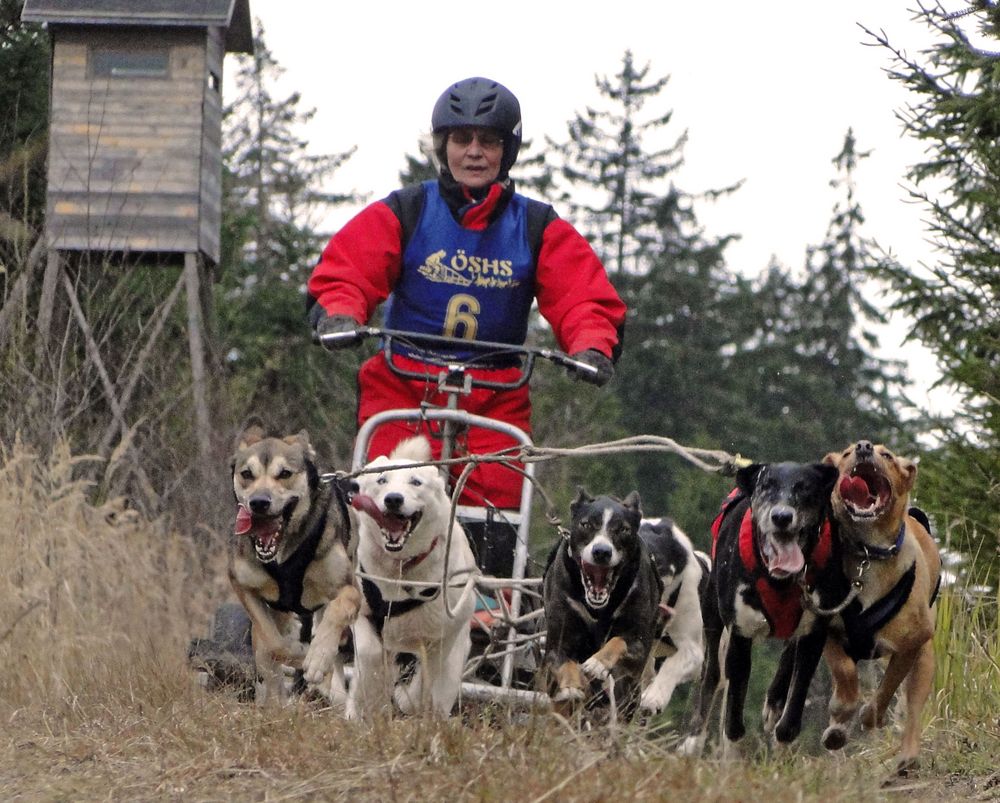 Schlittenhunderennen Ottenschlag (2011) Part 2 (Lauf 2)