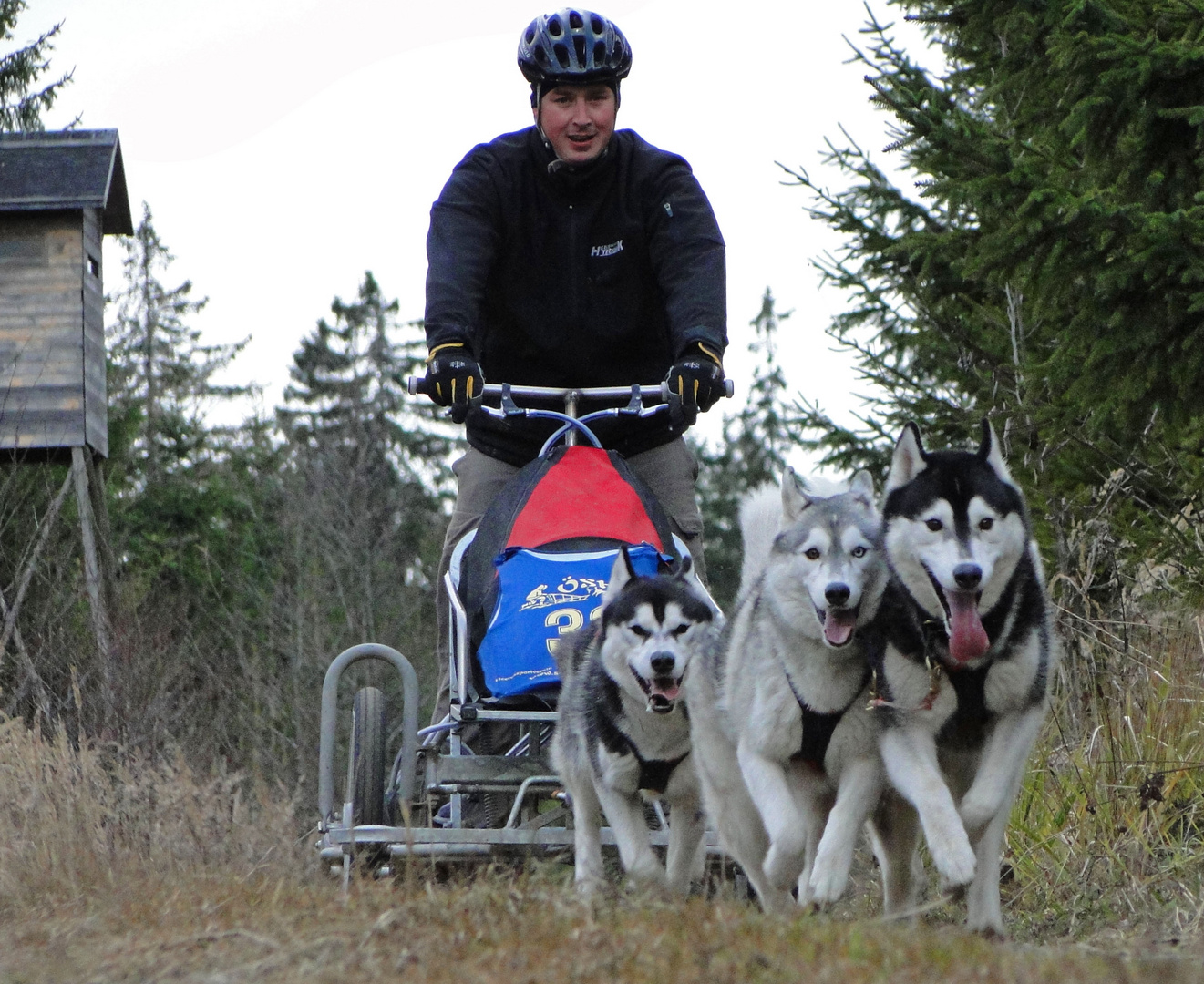 Schlittenhunderennen Ottenschlag (2011) Part 3