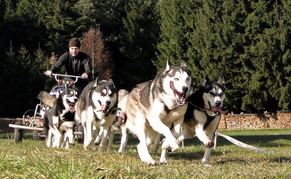 Schlittenhunderennen Reingers (2011) - Part 1