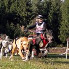 Schlittenhunderennen Reingers (2011) Part 2