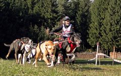 Schlittenhunderennen Reingers (2011) Part 2