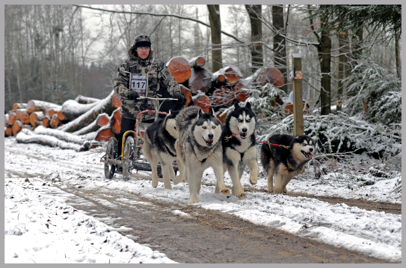 Schlittenhunderennen Rodt Belgien