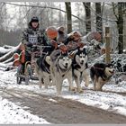 Schlittenhunderennen Rodt Belgien