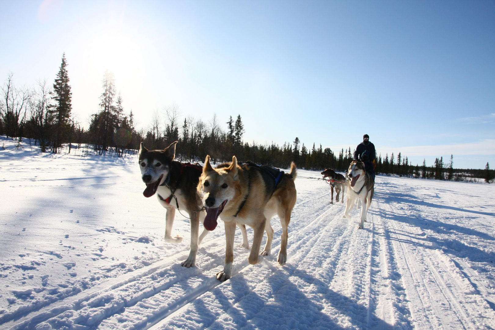 Schlittenhunderennen Schweden