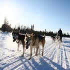 Schlittenhunderennen Schweden