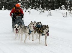 Schlittenhunderennen / St. Ulrich am Pillersee