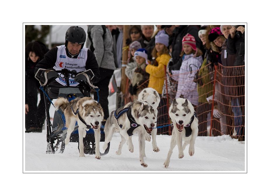 Schlittenhunderennen Studen 2010