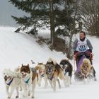 Schlittenhunderennen Studen