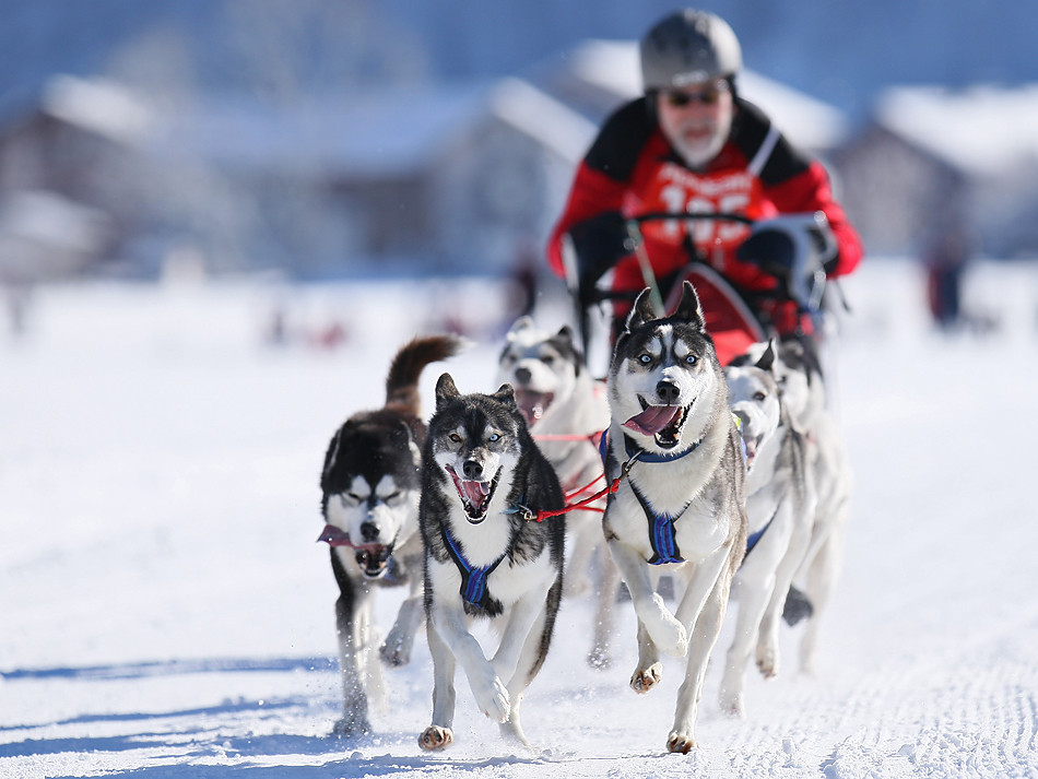 Schlittenhunderennen (SZ) Freude herscht