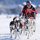 Schlittenhunderennen (SZ) Freude herscht