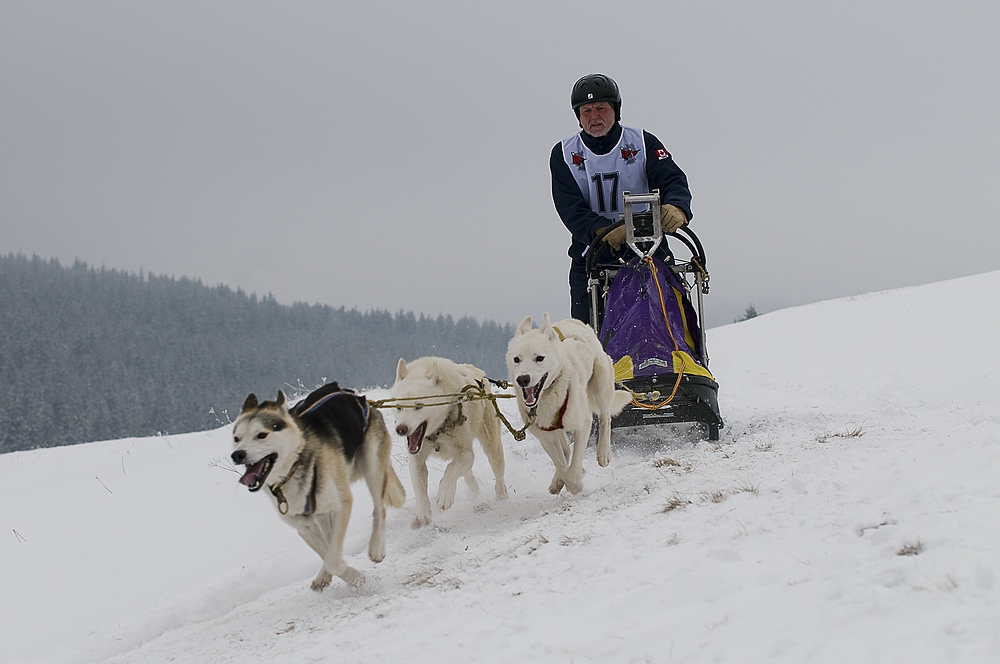 Schlittenhunderennen Tettau 03.01.2010