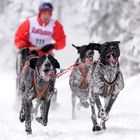 Schlittenhunderennen Todtmoos 2.