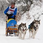 Schlittenhunderennen Todtmoos 2010 Nr.6