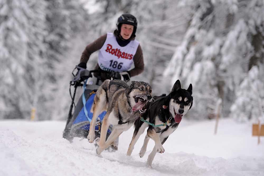 Schlittenhunderennen Todtmoos 4.