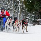 Schlittenhunderennen Todtmos ...