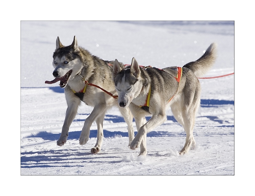 Schlittenhunderennen Unterjoch 2