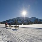 Schlittenhunderennen Unterjoch 2010