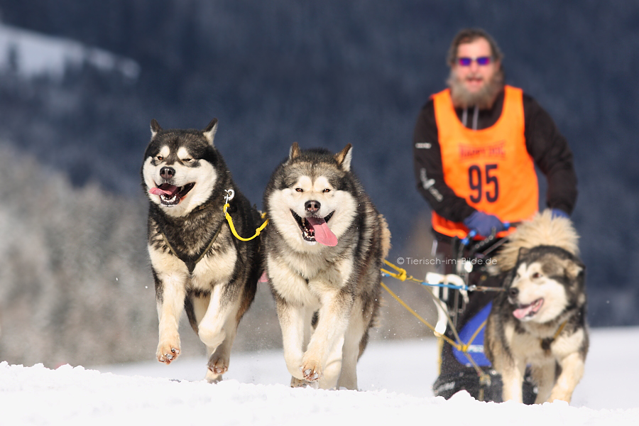 Schlittenhunderennen Unterjoch