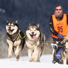 Schlittenhunderennen Unterjoch