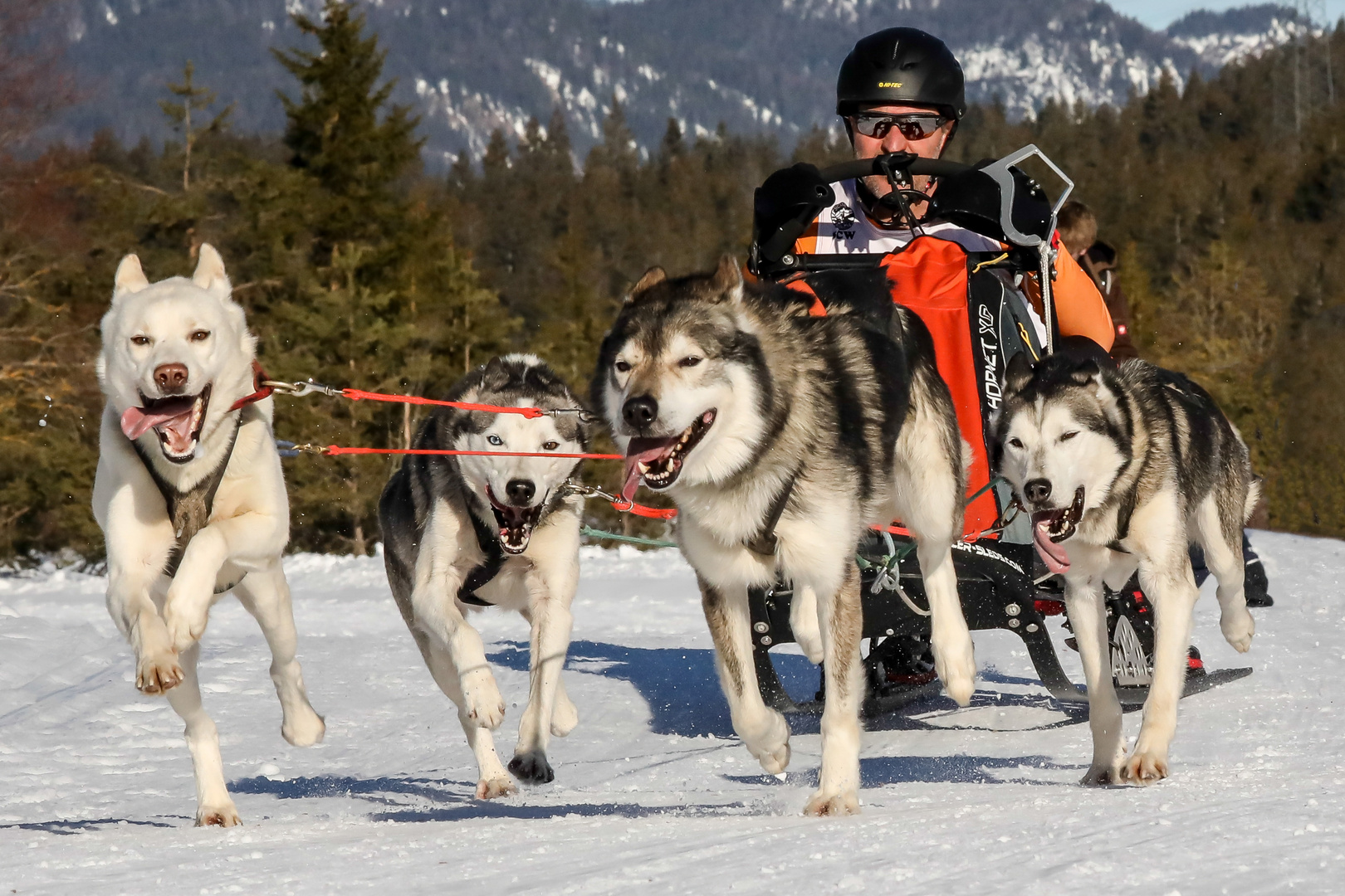 Schlittenhunderennen Wallgau 2019 - I