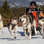 Schlittenhunderennen Wallgau 2019 - I