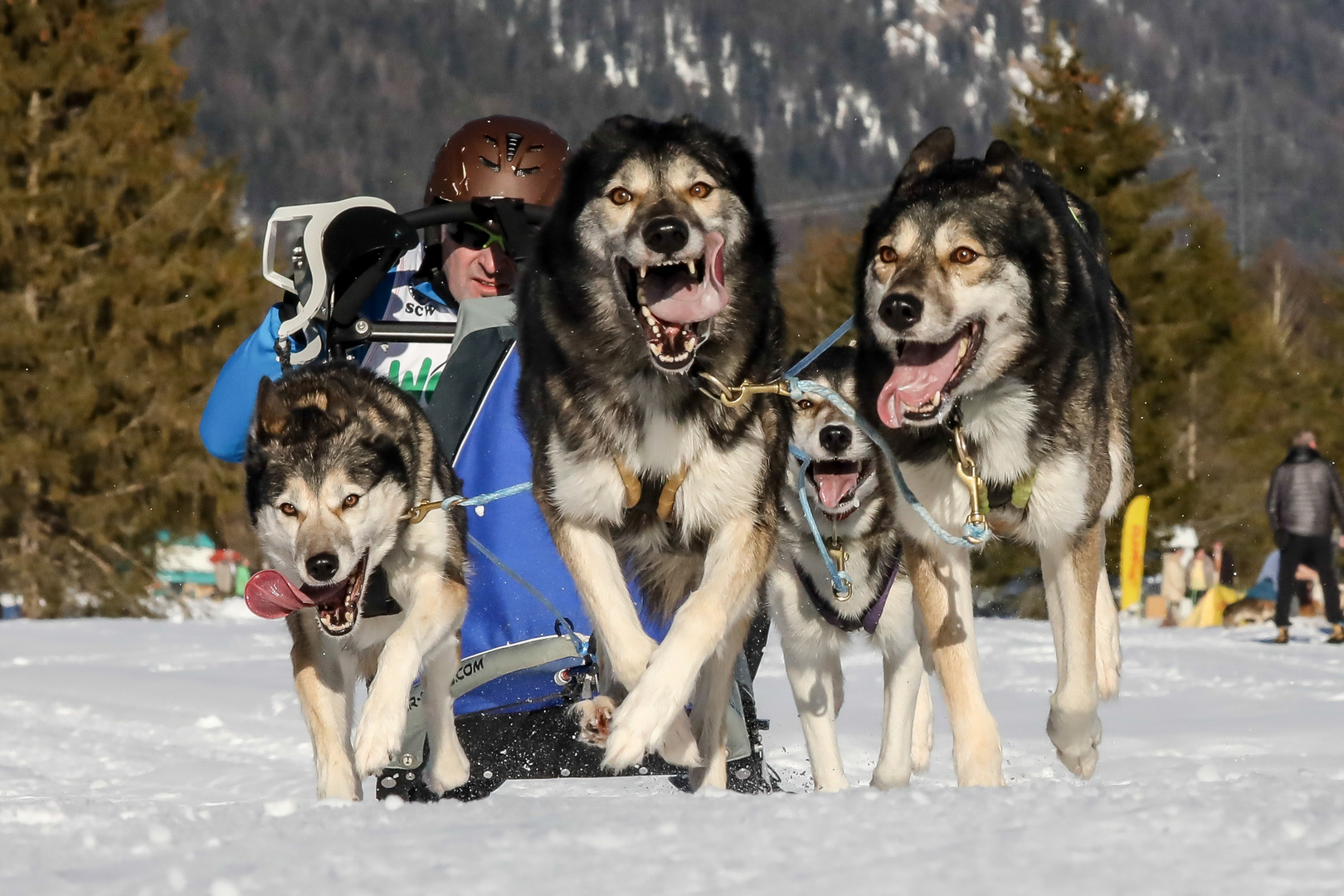 Schlittenhunderennen Wallgau 2019 - II