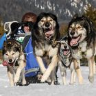 Schlittenhunderennen Wallgau 2019 - II