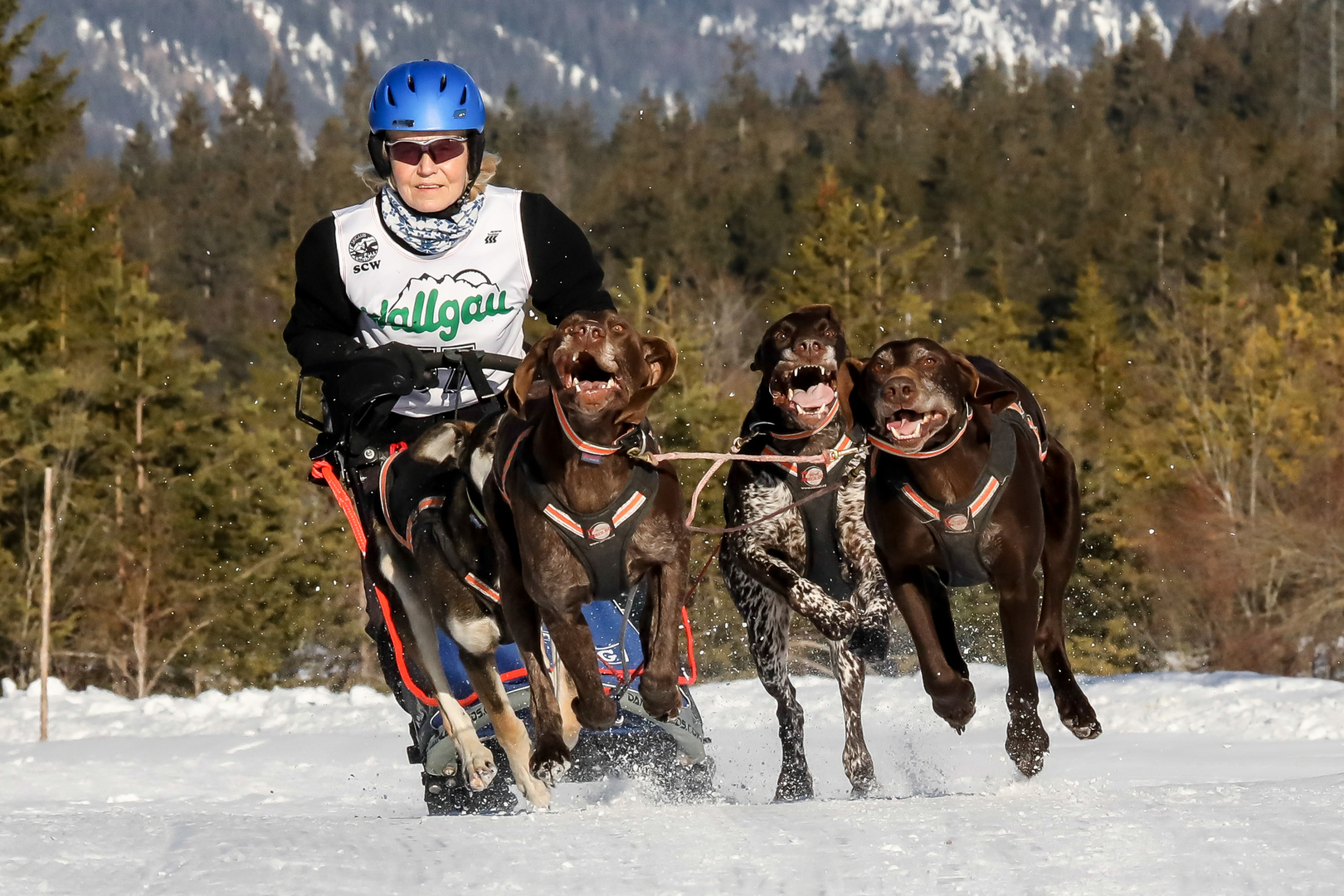 Schlittenhunderennen Wallgau 2019 - III