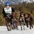 Schlittenhunderennen Wallgau 2019 - III