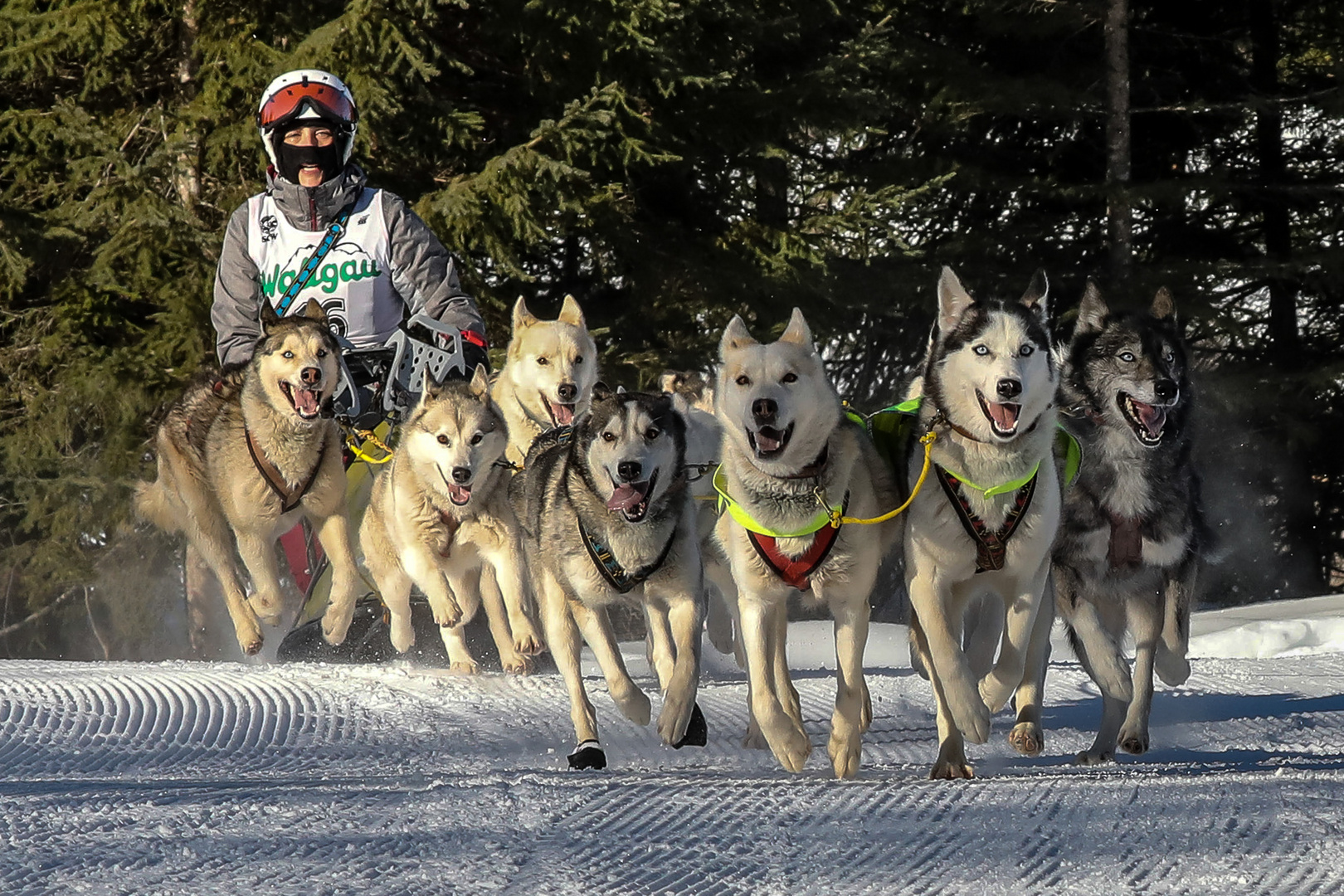 Schlittenhunderennen Wallgau 2019 - IV