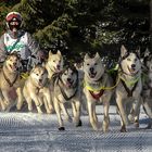 Schlittenhunderennen Wallgau 2019 - IV