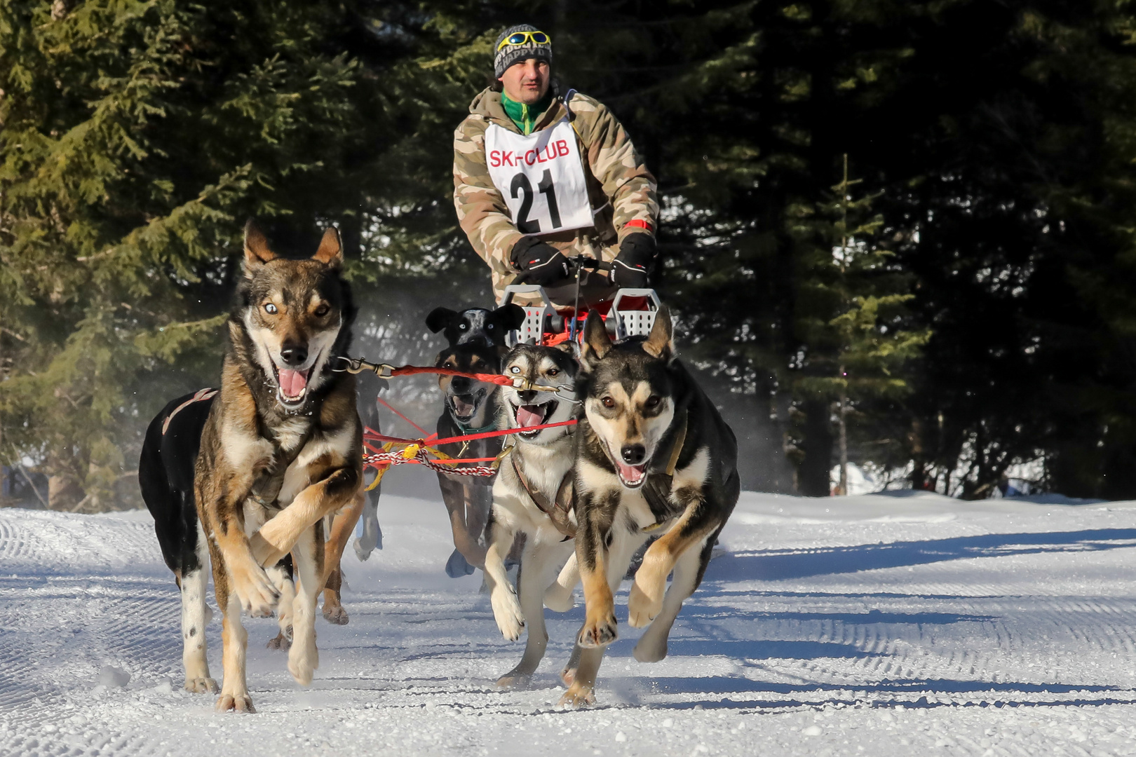 Schlittenhunderennen Wallgau 2019 - V