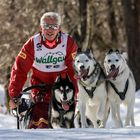 Schlittenhunderennen Wallgau 2019 - VI