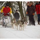 Schlittenhunderennen Warmensteinach #1