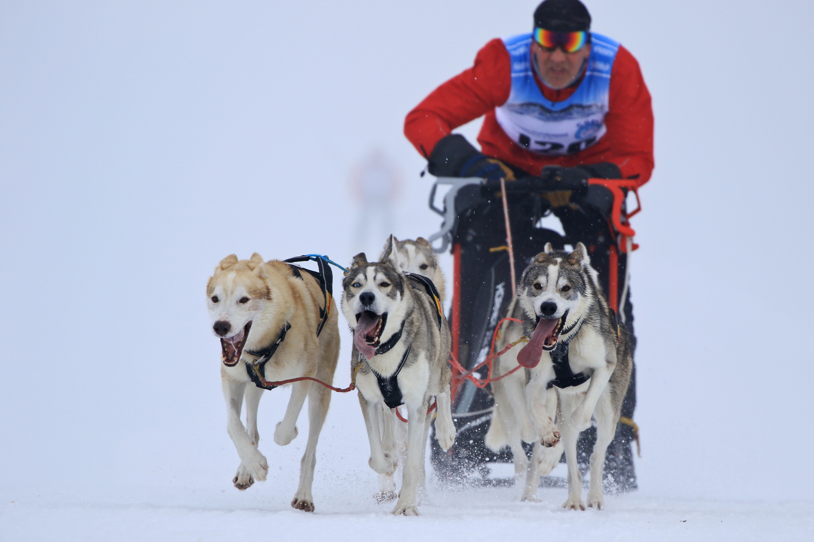 Schlittenhunderennen Werfenweng