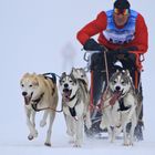 Schlittenhunderennen Werfenweng