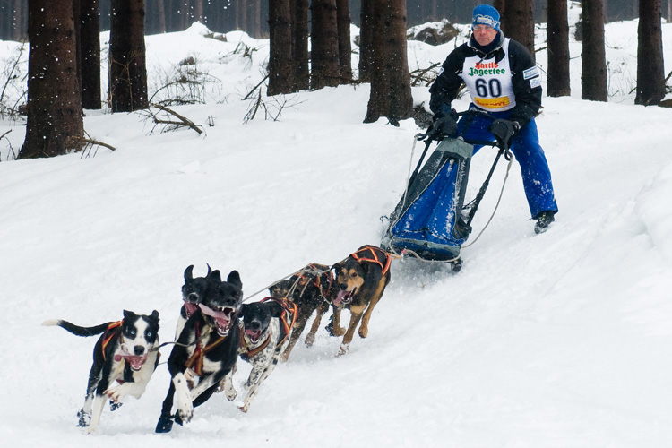 Schlittenhunderennen Winterberg 2