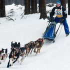 Schlittenhunderennen Winterberg 2