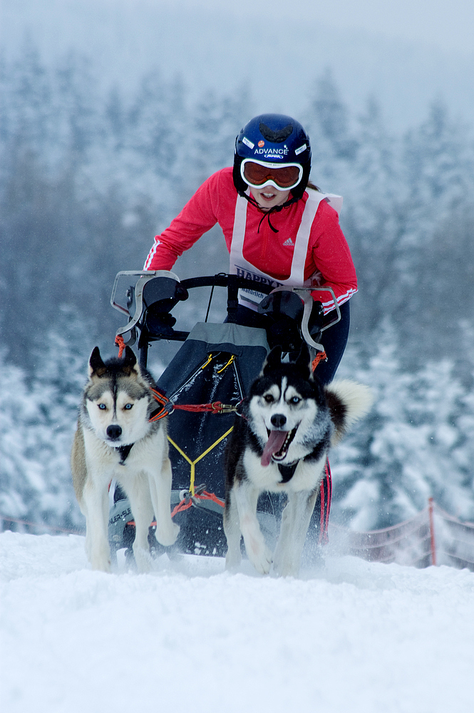 Schlittenhunderennen Winterberg 2010