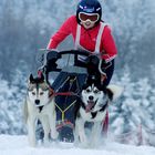 Schlittenhunderennen Winterberg 2010