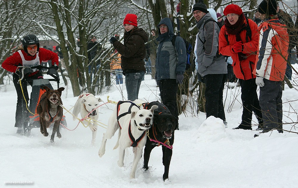 Schlittenhunderennen - Winterberg